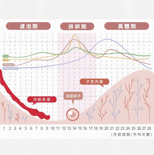 排卵期出血需留意哪些症狀 會影響懷孕嗎 台中茂盛醫院生殖醫學中心