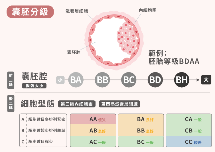 茂盛醫院囊胚分級