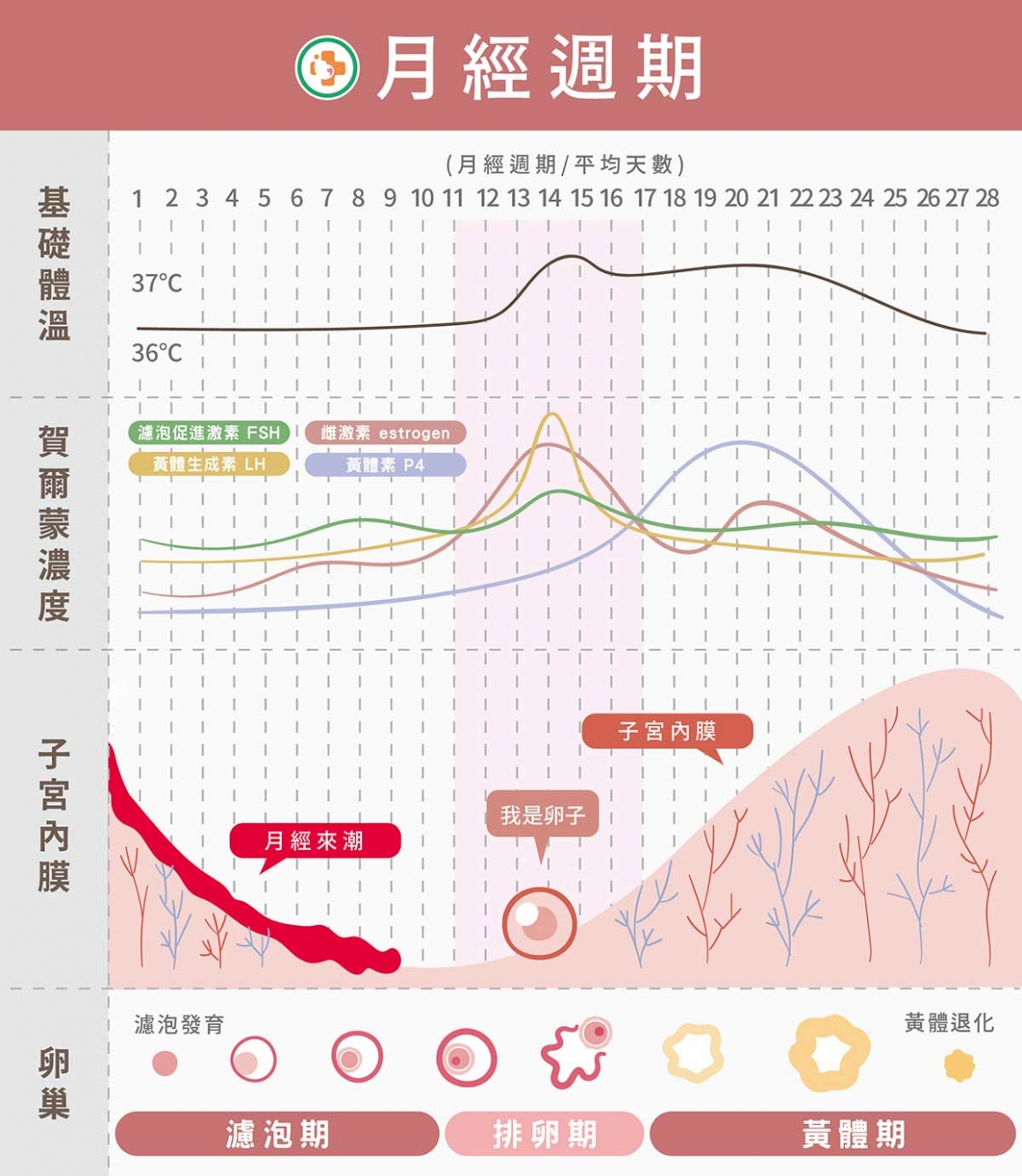 黃體素在月經週期